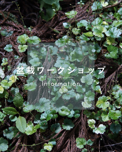 Aug.-2 2026　10:00/14:00　盆栽ワークショップのご案内